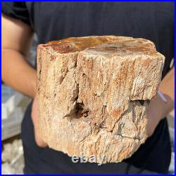 3.9lb Rare Natural petrified wood rough Wood fossil mineral specimen healing 3.9lb Rare Natural petrified wood rough Wood fossil mineral specimen healing