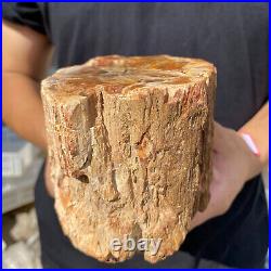 3.9lb Rare Natural petrified wood rough Wood fossil mineral specimen healing 3.9lb Rare Natural petrified wood rough Wood fossil mineral specimen healing