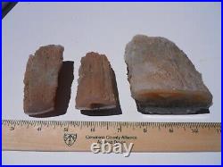 3 Crooked River Polished Petrified Wood Limbs Full Rounds