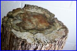 3 Very Large Petrified Fossil Wood Interior Design Piece Madagascar 23KG