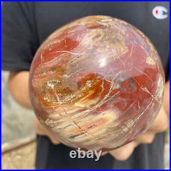 3lb Natural Petrified Wood fossil Quartz sphere Crystal Ball specimen Healing