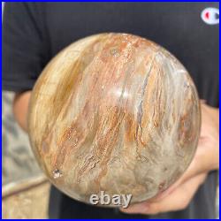 3lb Natural Petrified Wood fossil Quartz sphere Crystal Ball specimen Healing