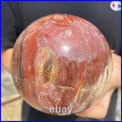 3lb Natural Petrified Wood fossil Quartz sphere Crystal Ball specimen Healing