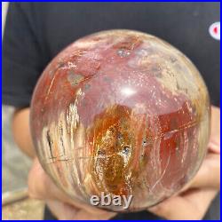 3lb Natural Petrified Wood fossil Quartz sphere Crystal Ball specimen Healing