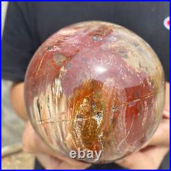 3lb Natural Petrified Wood fossil Quartz sphere Crystal Ball specimen Healing