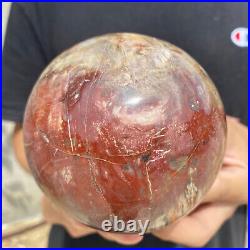 3lb Natural Petrified Wood fossil Quartz sphere Crystal Ball specimen Healing