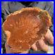 400g_Rare_Natural_petrified_wood_rough_Wood_fossil_mineral_specimen_healing_01_nanh