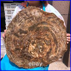 40.48LB Large Natural Petrified Wood Crystal Fossil Slice Shape Specimen Healing