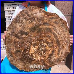 40.48LB Large Natural Petrified Wood Crystal Fossil Slice Shape Specimen Healing