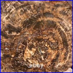 40.48LB Large Natural Petrified Wood Crystal Fossil Slice Shape Specimen Healing