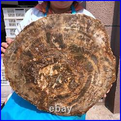40.48LB Large Natural Petrified Wood Crystal Fossil Slice Shape Specimen Healing