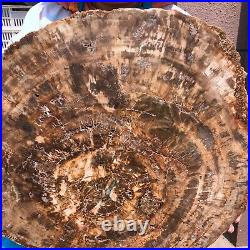 40.48LB Large Natural Petrified Wood Crystal Fossil Slice Shape Specimen Healing