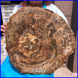 40.48LB Large Natural Petrified Wood Crystal Fossil Slice Shape Specimen Healing