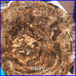 40.48LB Large Natural Petrified Wood Crystal Fossil Slice Shape Specimen Healing