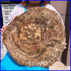 40.48LB Large Natural Petrified Wood Crystal Fossil Slice Shape Specimen Healing