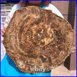 40.48LB Large Natural Petrified Wood Crystal Fossil Slice Shape Specimen Healing