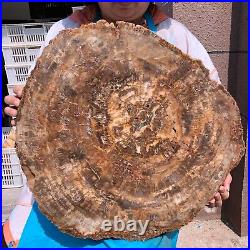 40.48LB Large Natural Petrified Wood Crystal Fossil Slice Shape Specimen Healing