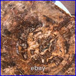 40.48LB Large Natural Petrified Wood Crystal Fossil Slice Shape Specimen Healing