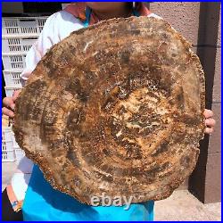 40.48LB Large Natural Petrified Wood Crystal Fossil Slice Shape Specimen Healing