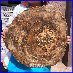 40.48LB Large Natural Petrified Wood Crystal Fossil Slice Shape Specimen Healing