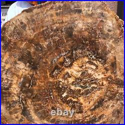 40.48LB Large Natural Petrified Wood Crystal Fossil Slice Shape Specimen Healing