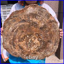40.48LB Large Natural Petrified Wood Crystal Fossil Slice Shape Specimen Healing