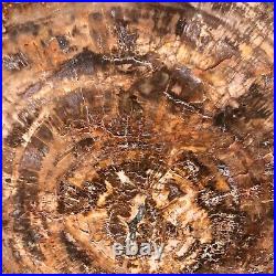40.48LB Large Natural Petrified Wood Crystal Fossil Slice Shape Specimen Healing
