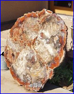40 Inch Fossil Petrified Mosaic Wood Round Arizona Chinle Red #3