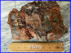 4127 grams RARE Petrified Wood Arizona Rainbow Natural Fossil Rough Raw