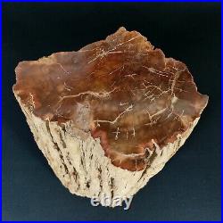 4129g Polished PETRIFIED WOOD BRANCH Fossil Madagascar A2358