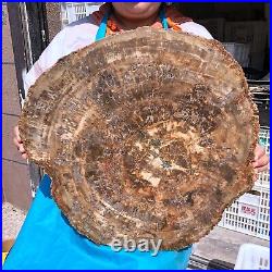 43.12LB Natural Petrified Wood Fossil Crystal Polished Slice- Madagascar