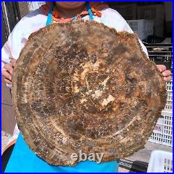 43.12LB Natural Petrified Wood Fossil Crystal Polished Slice- Madagascar