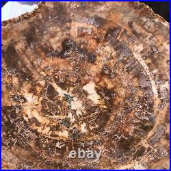 43.12LB Natural Petrified Wood Fossil Crystal Polished Slice- Madagascar