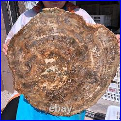 43.12LB Natural Petrified Wood Fossil Crystal Polished Slice- Madagascar