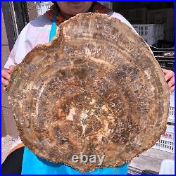 43.12LB Natural Petrified Wood Fossil Crystal Polished Slice- Madagascar