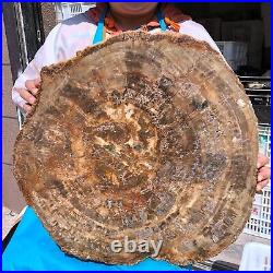 43.12LB Natural Petrified Wood Fossil Crystal Polished Slice- Madagascar