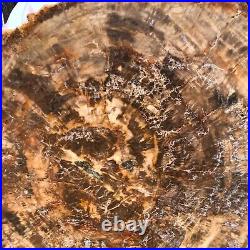 43.12LB Natural Petrified Wood Fossil Crystal Polished Slice- Madagascar