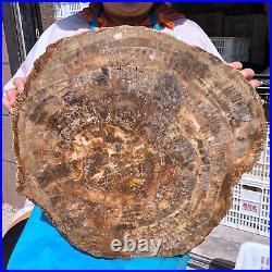 43.12LB Natural Petrified Wood Fossil Crystal Polished Slice- Madagascar