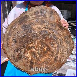 43.12LB Natural Petrified Wood Fossil Crystal Polished Slice- Madagascar