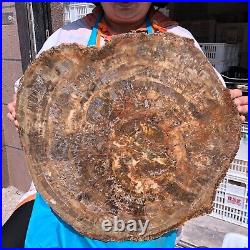 43.12LB Natural Petrified Wood Fossil Crystal Polished Slice- Madagascar