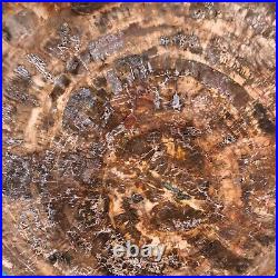 43.12LB Natural Petrified Wood Fossil Crystal Polished Slice- Madagascar