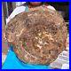 43_12LB_Natural_Petrified_Wood_Slice_Real_Authentic_Piece_History_Fossil_1981_01_ksl