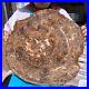 43_12LB_Natural_petrified_wood_fossil_crystal_polished_slice_Madagascar_1981_01_bo