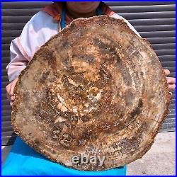 43.56LB Large Natural Petrified Wood Crystal Fossil Slice Shape Specimen Healing