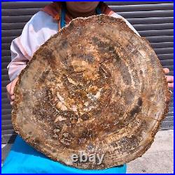 43.56LB Large Natural Petrified Wood Crystal Fossil Slice Shape Specimen Healing