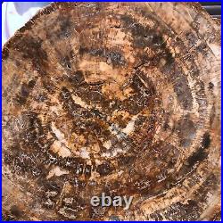 43.56LB Large Natural Petrified Wood Crystal Fossil Slice Shape Specimen Healing