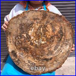 43.56LB Large Natural Petrified Wood Crystal Fossil Slice Shape Specimen Healing