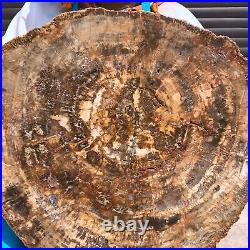 43.56LB Large Natural Petrified Wood Crystal Fossil Slice Shape Specimen Healing