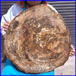 43.56LB Large Natural Petrified Wood Crystal Fossil Slice Shape Specimen Healing