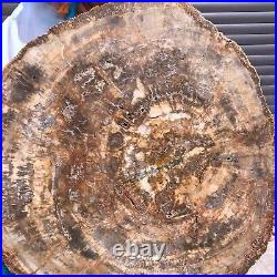 43.56LB Large Natural Petrified Wood Crystal Fossil Slice Shape Specimen Healing